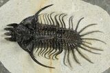 Spiny Quadrops Trilobite - Ofaten, Morocco #311504-1